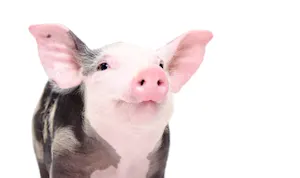 Why did the swine refuse to apologize? image