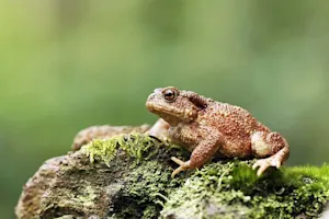 Why did the toad become a lighthouse keeper? image