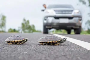Why did the turtle cross the road? image