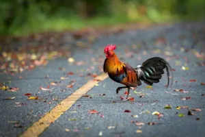 Why did the unwashed chicken cross the road twice? image