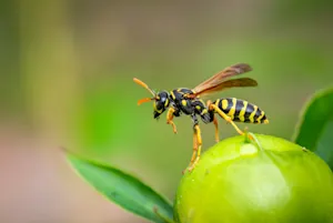 Why did the wasp feel self-conscious about his workload? image