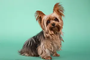 Why did the Yorkie make a bad watchdog? image