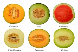 Why didn't the melons get married? image