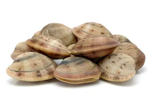 Why do all ocean animals get along with mollusks? image