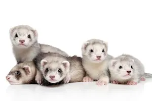 Why do baby ferrets never get in trouble? image
