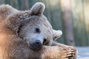 Why do bears hibernate in the winter? image