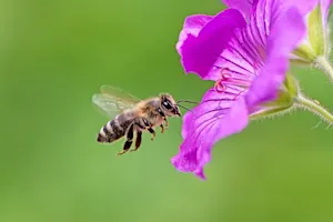 Why do bees buzz? image