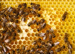 Why do bees stay in their hives during the summer? image