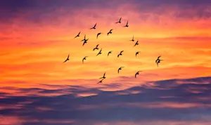 Why do birds fly south in the fall? image