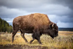 Why do bison love to spread gossip? image