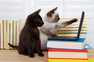 Why do cats love to work? image