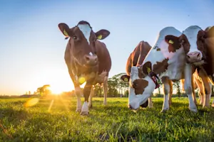 Why do cows have hooves instead of feet? image