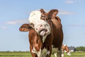 Why do cows like being told jokes? image
