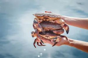 Why do crabs never give to charity? image