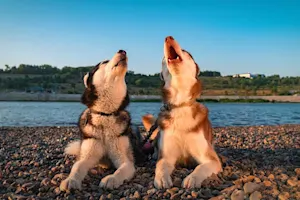 Why do dogs howl at the moon? image