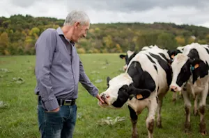 Why do farmers avoid buying skinny cows? image