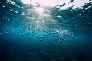 Why do fish live in salt water? image