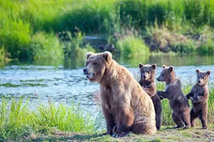 Why do grizzly bear families always bring sunscreen to the beach? image