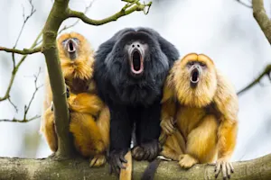 Why do howler monkey parents never get any sleep? image
