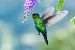 Why do hummingbirds hum instead of singing along to music? image