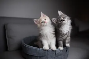 Why do kittens know so much about church? image