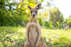 Why do mama kangaroos hate rainy days? image
