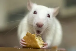 Why do mice need oiling? image