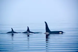 Why do orcas love to gossip? image