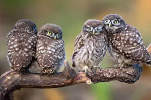 Why do owls make lousy reporters? image