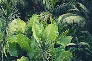 Why do plants hate algebra? image