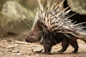 Why do porcupines always win the game? image