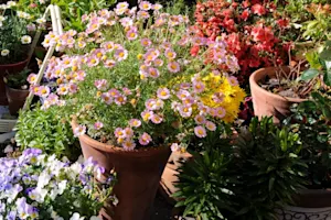 Why do potted plants shower so much in April? image