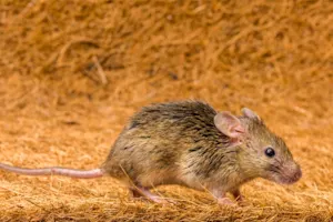 Why do rodents make the best runners? image