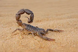 Why do scorpions feel hopeful about fall? image