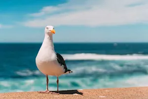 Why do seagulls fly over the sea? image