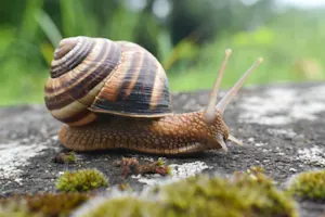 Why do some people love eating snails? image