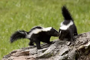 Why do two skunks argue? image