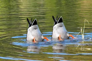 Why does a duck have tail feathers? image