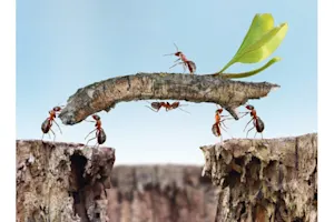 Why don't ants get sick? image