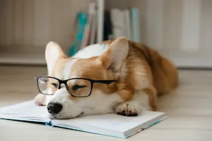 Why don't dogs ever finish their homework? image
