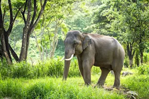 Why don't elephants like playing cards in the jungle? image