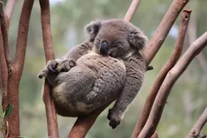 Why don't koalas categorize as bears? image