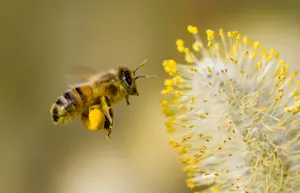 Why is a bee's hair always sticky? image