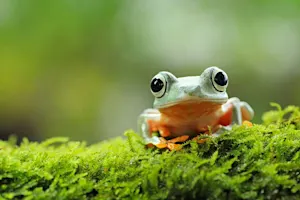 Why is a frog luckier than a cat? image