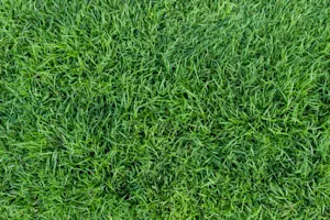 Why is grass so dangerous? image