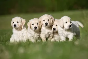 Why is it called a litter of puppies? image