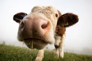 Why is it hard to talk to a shy cow? image