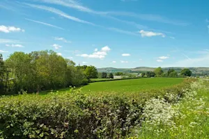 Why is shrubbery so bad at being direct with people? image