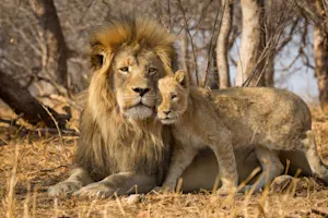 Why is the lion so happy with his sons? image