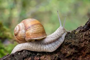 Why is the snail the strongest animal? image